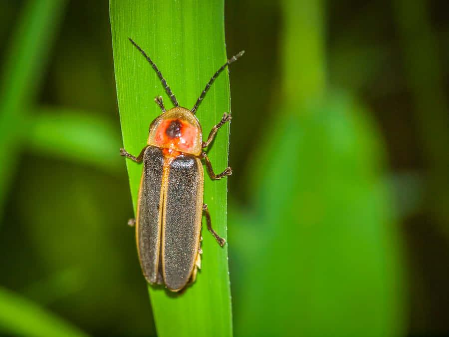 Lightning Bugon Leaf Wallpaper
