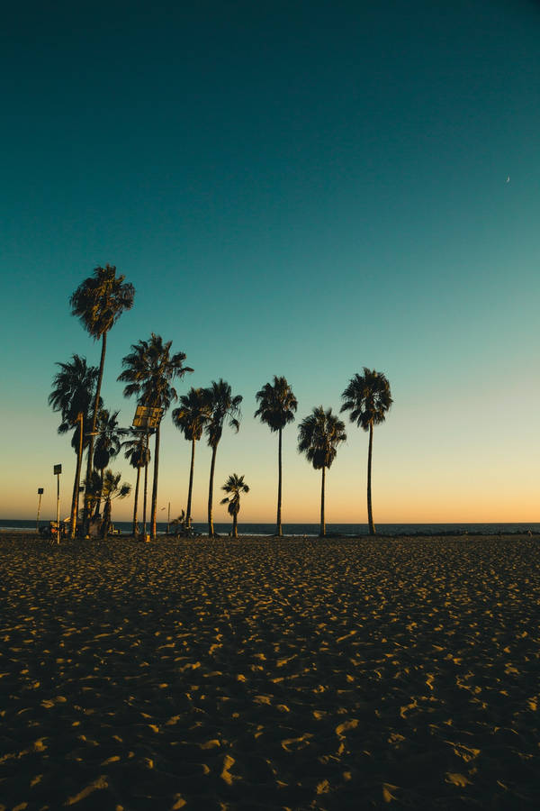 Lo Fi Palm Tree In Beach Wallpaper