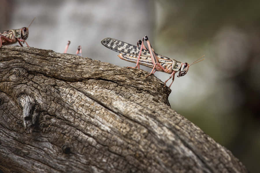 Locustson Tree Bark Wallpaper