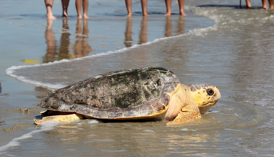 Loggerhead Sea Turtle On Beach Wallpaper