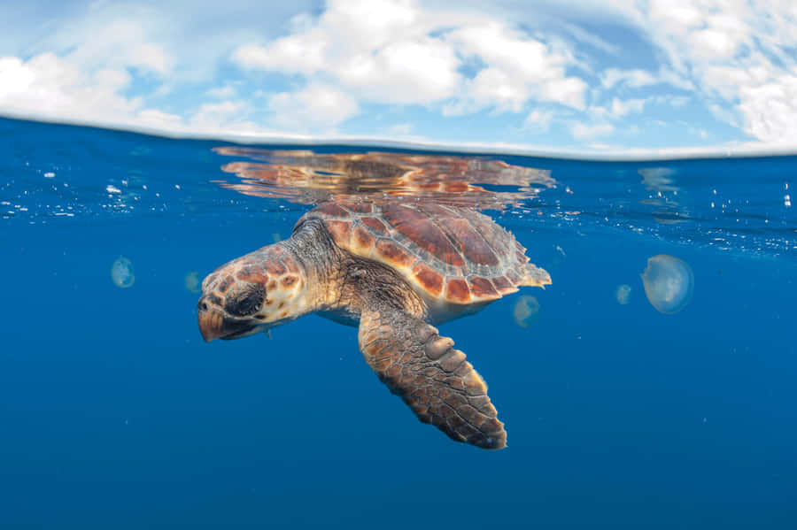 Loggerhead Sea Turtle Swimming Wallpaper