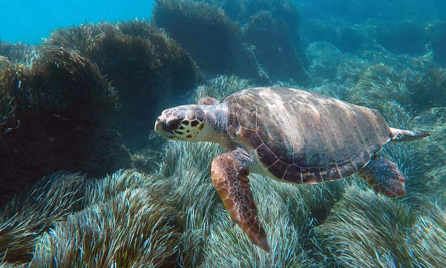 Loggerhead_ Turtle_ Swimming_ Over_ Seagrass_ Bed Wallpaper