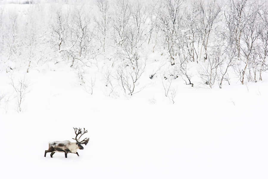 Lone Caribouin Snowy Landscape Wallpaper