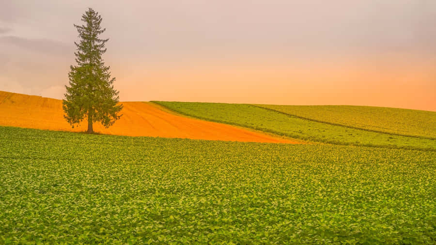 Lone Tree On Farmland Wallpaper