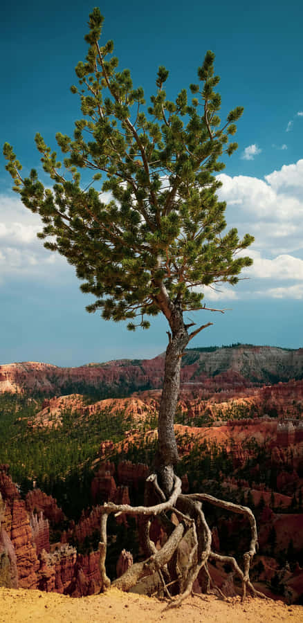 Lone Tree With Exposed Roots Wallpaper