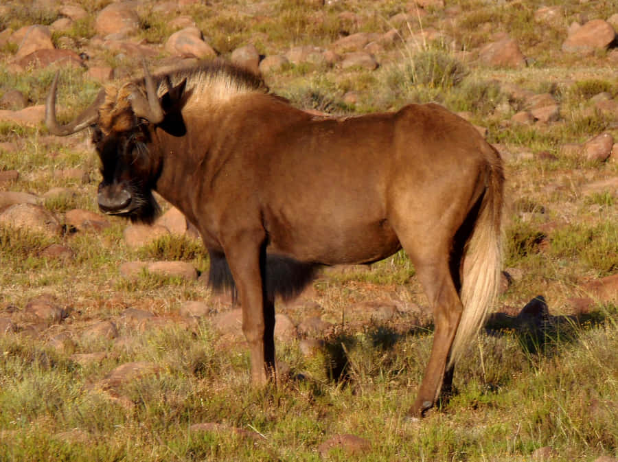 Lone Wildebeestin Grassland.jpg Wallpaper