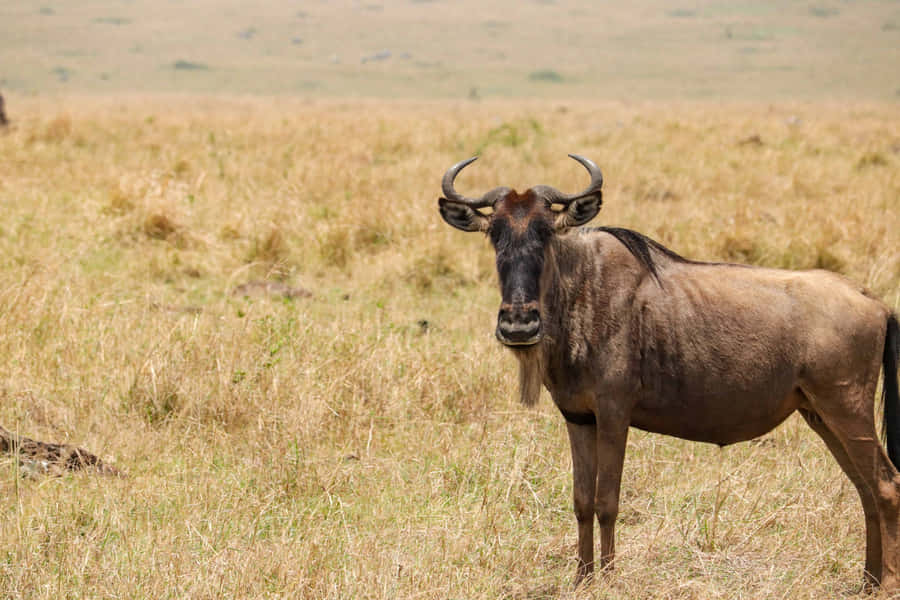 Lone Wildebeestin Savannah Wallpaper
