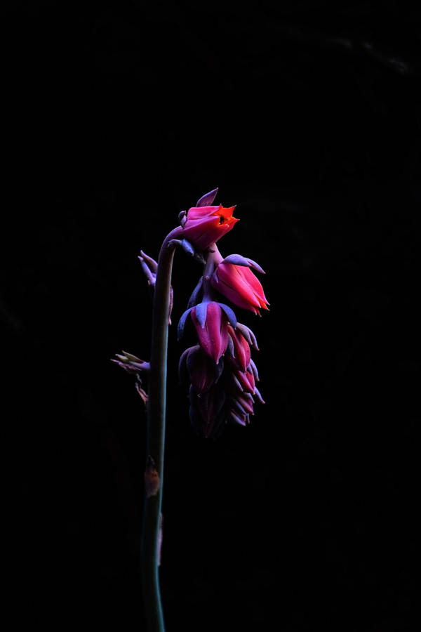 Long Dark Pink Floral Wallpaper