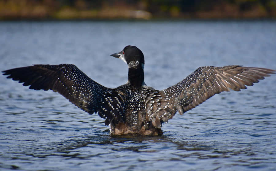 Loon Spreading Wingson Lake Wallpaper