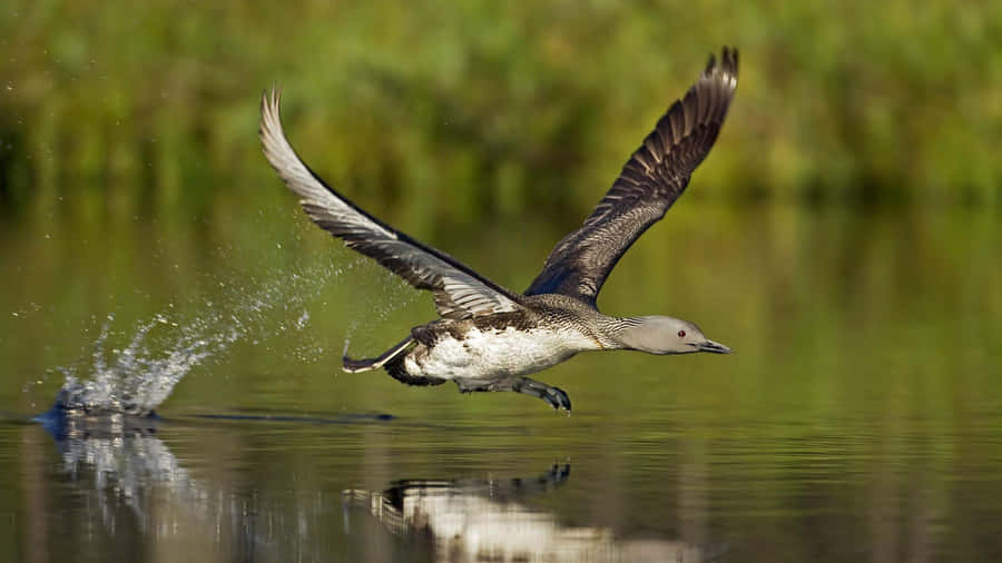 Loon Taking Flight Over Water Wallpaper