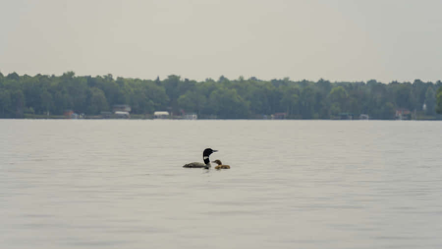 Loonwith Chickson Lake Wallpaper