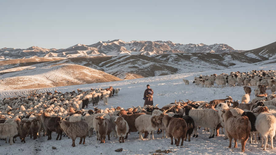 Loro Piana Sustainable Sources Wallpaper