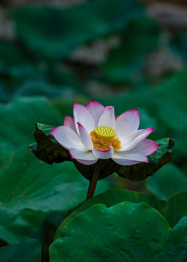 Lotus Flower Android Wallpaper