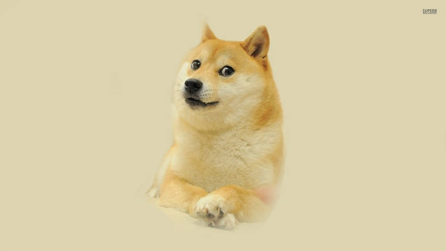 Love That Shiba Inu Smile Wallpaper