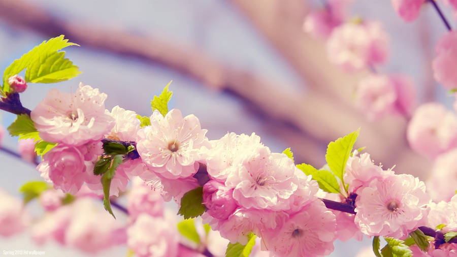 Lovely Cherry Blossoms Spring Computer Wallpaper