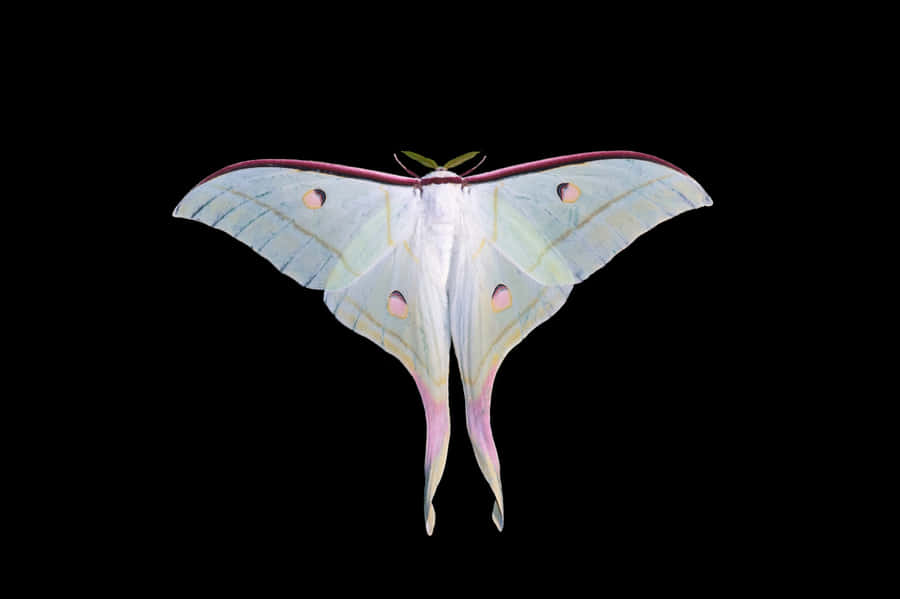 Luna Moth Against Black Background Wallpaper