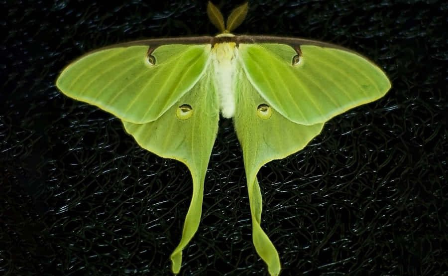 Luna Mothon Black Background Wallpaper