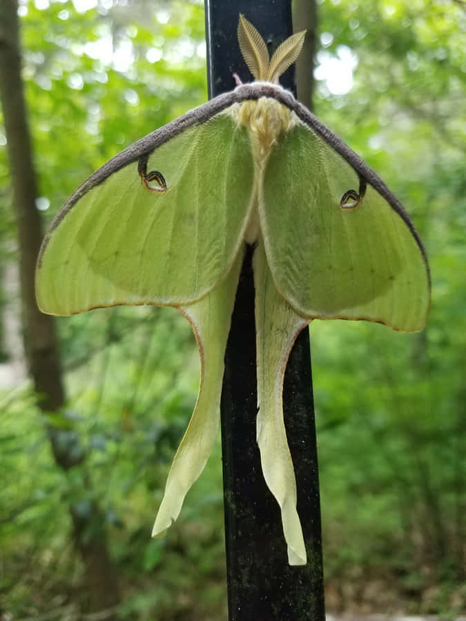 Luna Mothon Black Pole Wallpaper