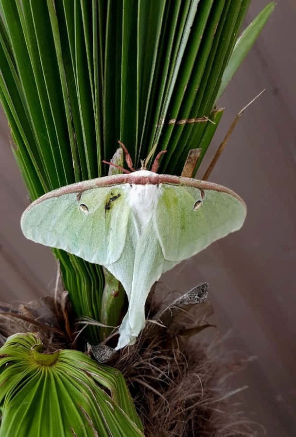 Luna Mothon Green Plant Wallpaper