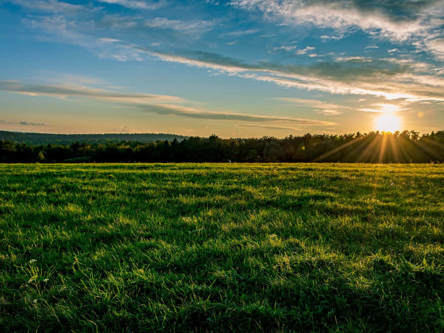 Lush Fresh Garden Wallpaper