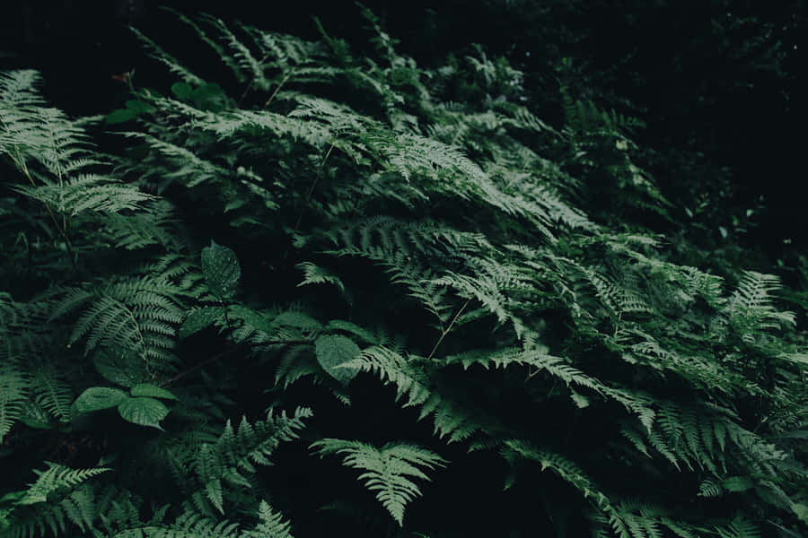Lush Green Fern In The Forest Wallpaper