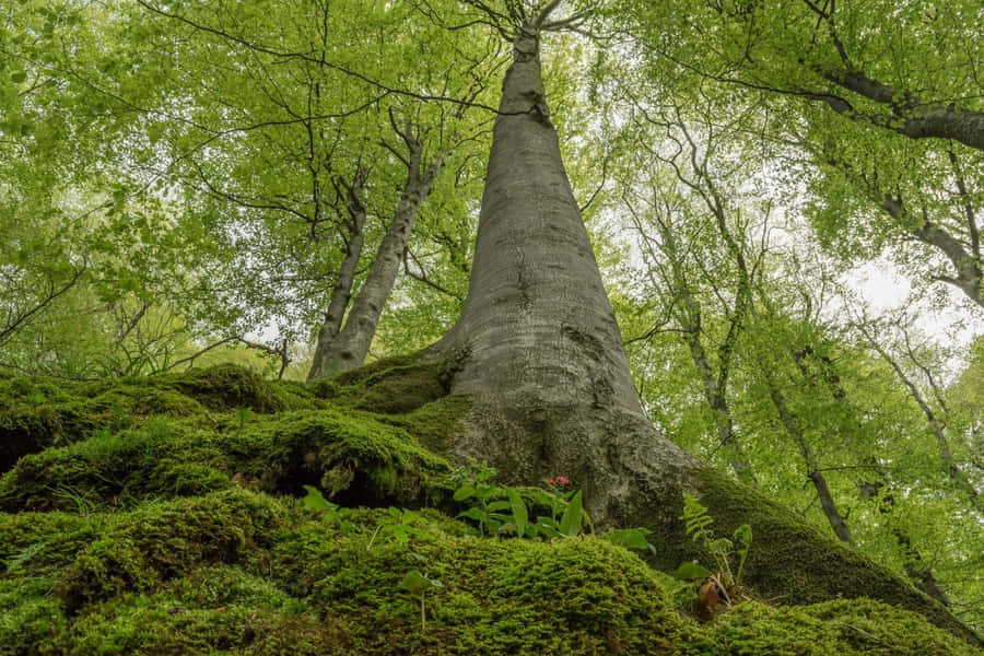 Lush Green Forest With Tall Trees And Sunbeams Shining Through Wallpaper