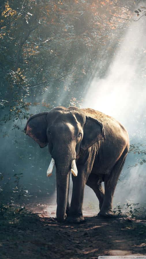 Lush Green Wilderness At Sunrise Wallpaper