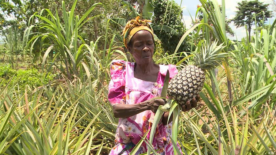 Lush Organic Farmland With A Healthy Vegetable Garden And A Windmill Wallpaper