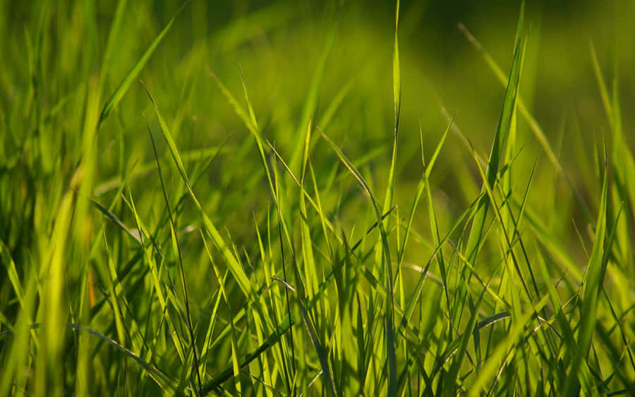 Lush Spring Grass In Sunlight Wallpaper