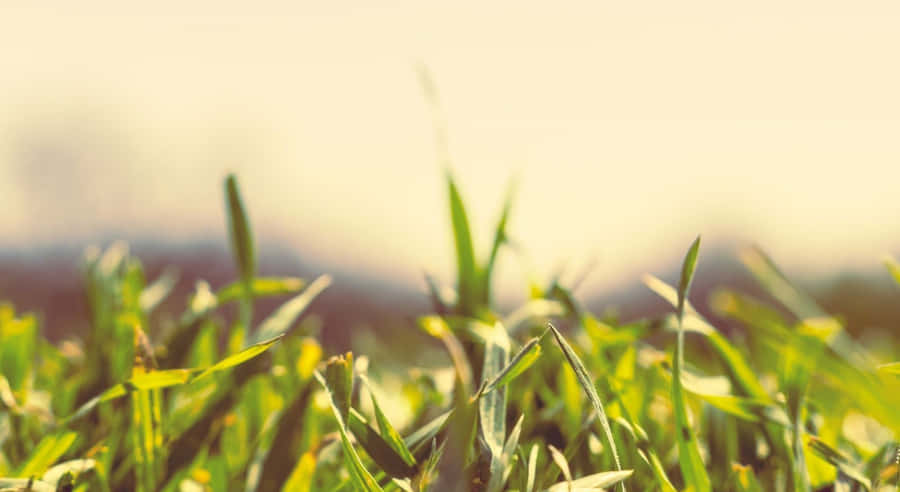 Lush Spring Grass Meadow Wallpaper