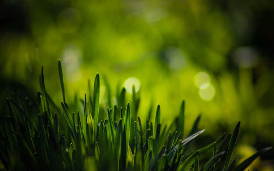 Lush Spring Grass On A Sunny Day Wallpaper