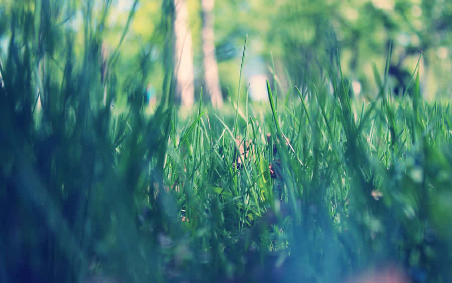 Lush Spring Grass On A Sunny Day Wallpaper