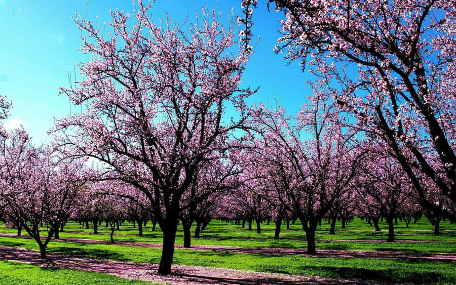 Lush Spring Trees In Full Bloom Wallpaper