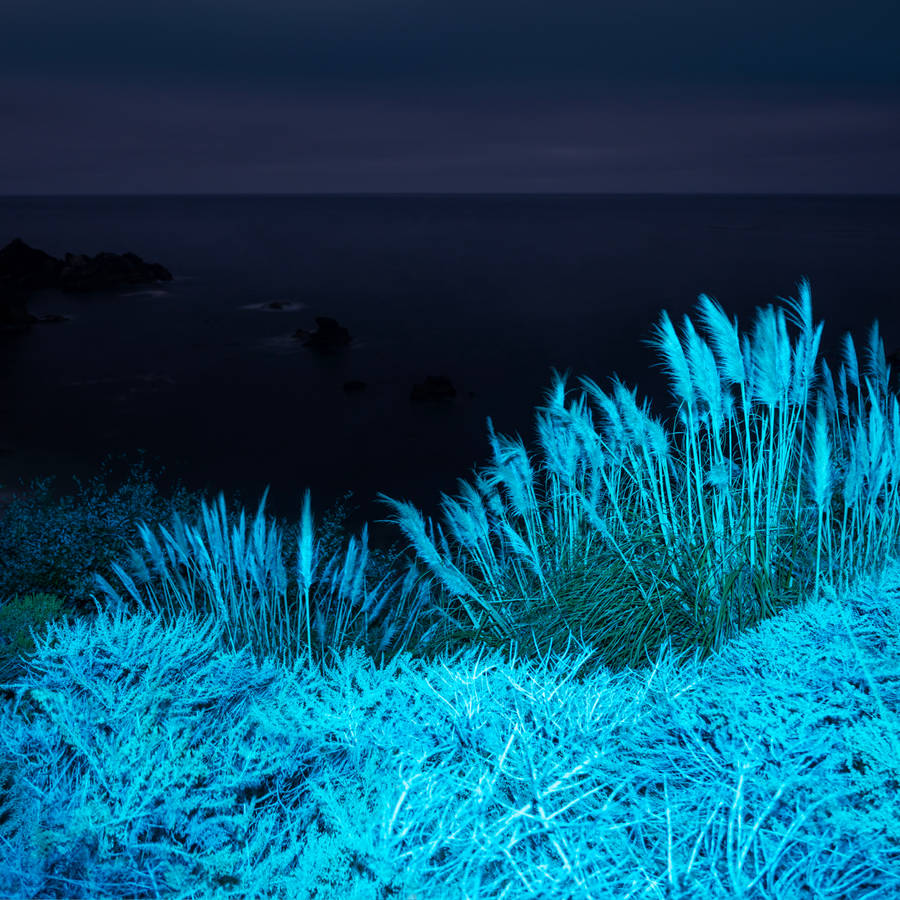 Macos Big Sur Blue Plants Wallpaper