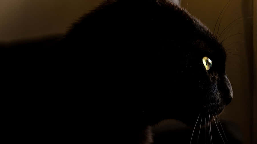 Made Of The Darkness Wallpaper