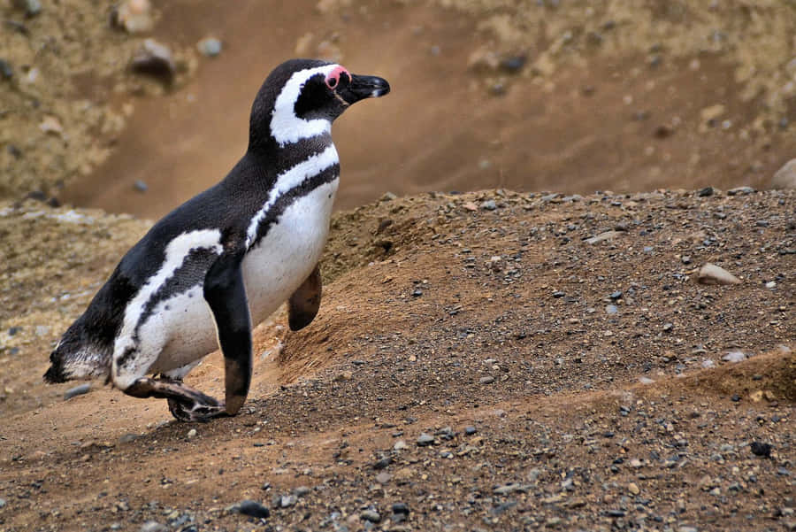 Magellanic Penguinon Land Wallpaper