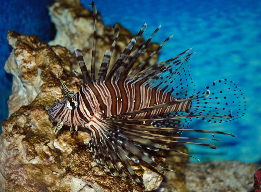 Magnificent And Graceful Lionfish Gliding Underwater Wallpaper