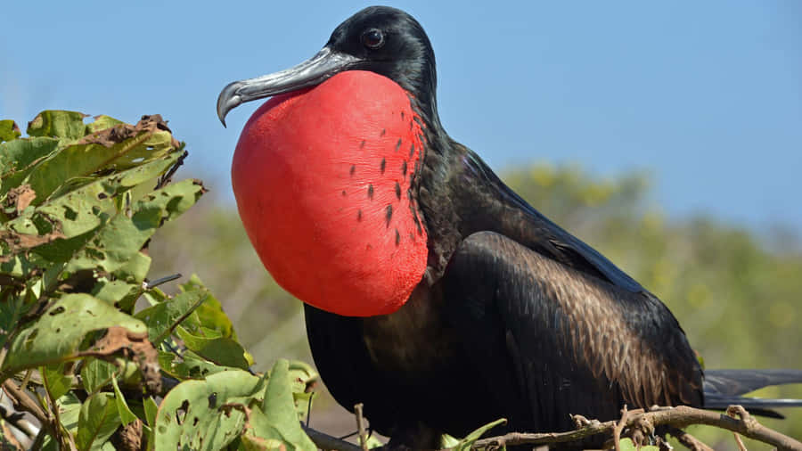 Magnificent_ Frigatebird_ With_ Red_ Gular_ Sac Wallpaper