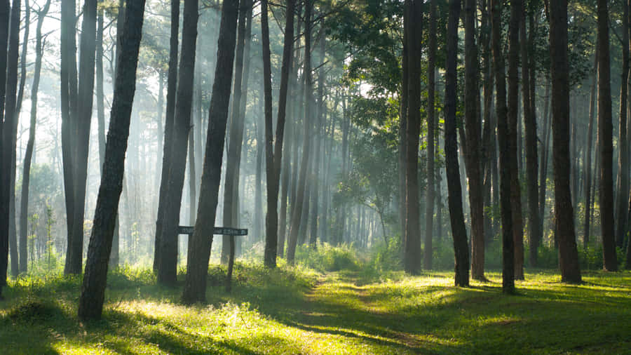 Magnificent Nature Scene With Flora And Fauna Wallpaper