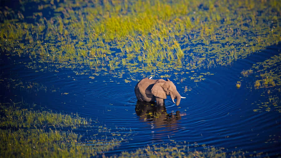 Majestic African Bush Elephant In Okavango Delta Wallpaper