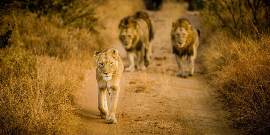 Majestic African Wildlife At Its Best Wallpaper