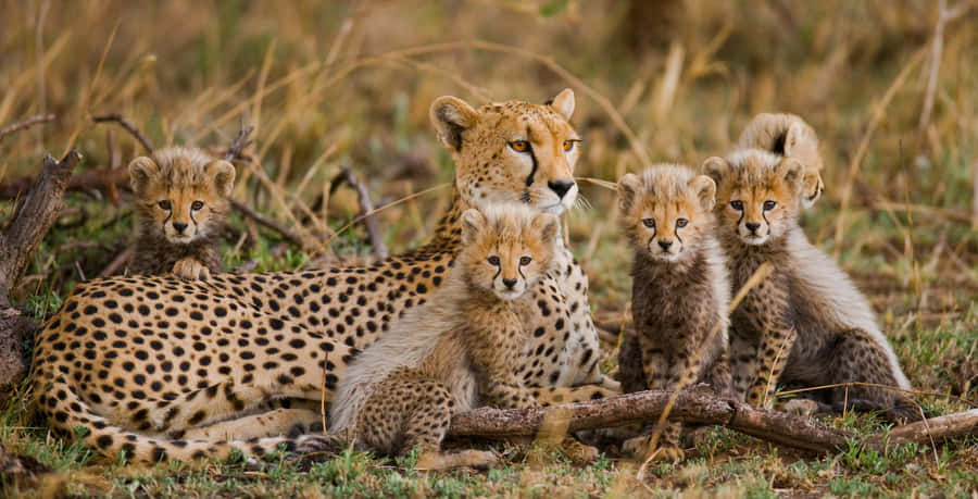 Majestic African Wildlife Wallpaper