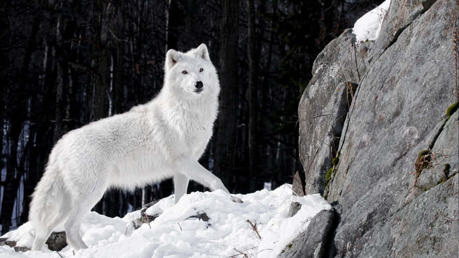 Majestic Alpha Wolf In The Wild Wallpaper