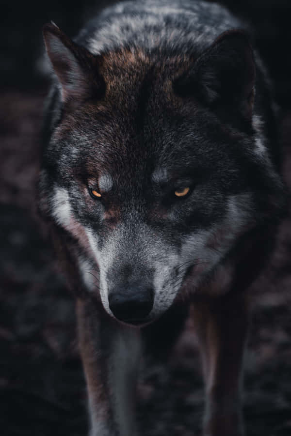 Majestic Alpha Wolf Stands Tall And Proud Wallpaper