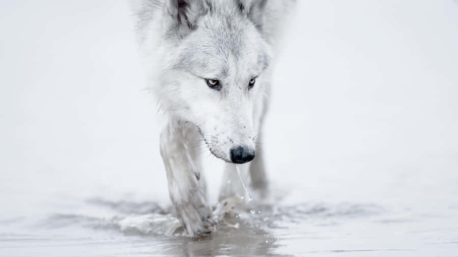 Majestic Arctic Wolf In Its Natural Habitat Wallpaper