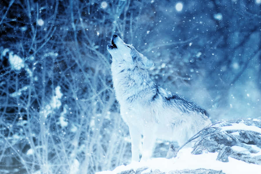 Majestic Arctic Wolf In Its Natural Habitat Wallpaper