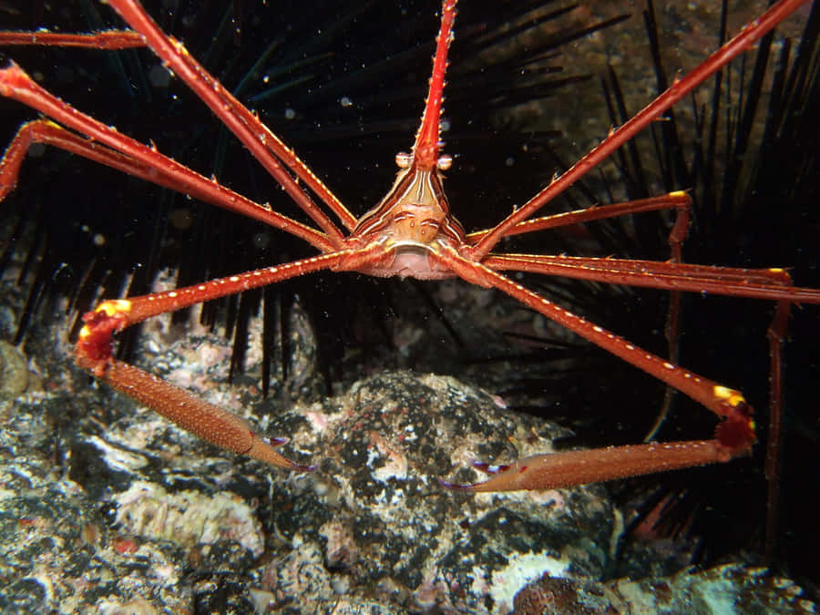 Majestic Arrow Crab In Its Natural Habitat Wallpaper