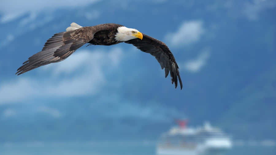Majestic_ Bald_ Eagle_ Flight_ Alaska Wallpaper