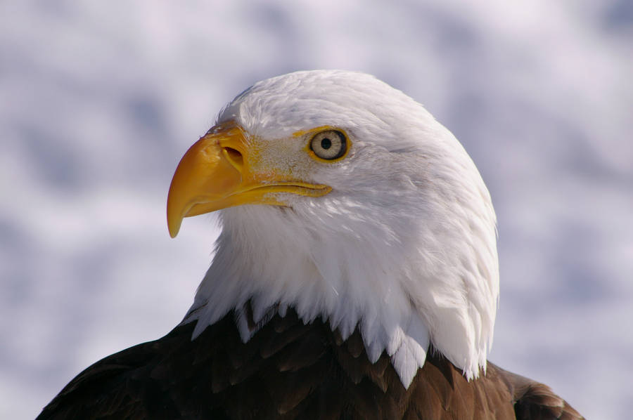 Majestic Bald Eagle Wallpaper