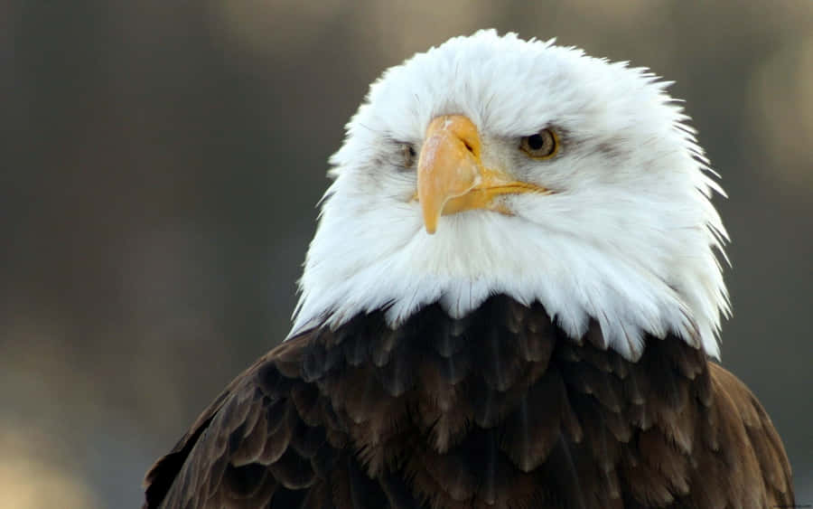 Majestic Bald Eagle Portrait Wallpaper